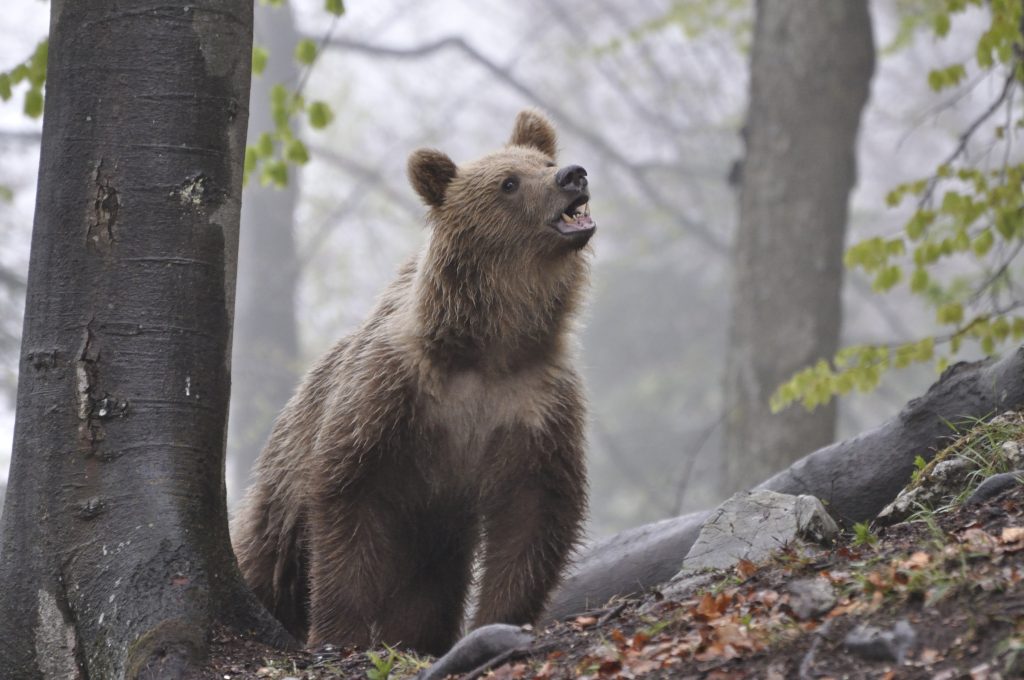 Pri útoku medvedice na Poľane nepomohli turistom ani spreje