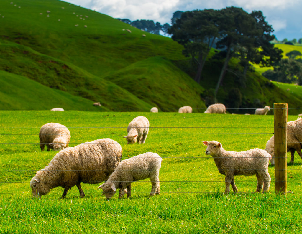 Nový Zéland ovce