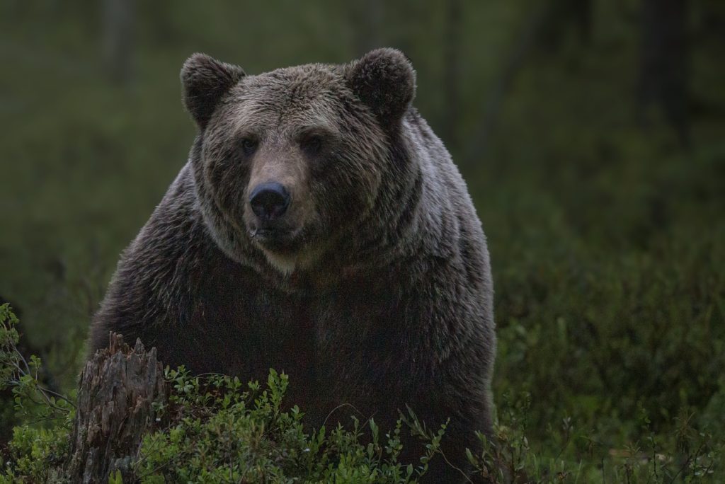 Nie, nárast počtu medveďov nesúvisí s krmoviskami. Lesy SR reagujú na Budaja