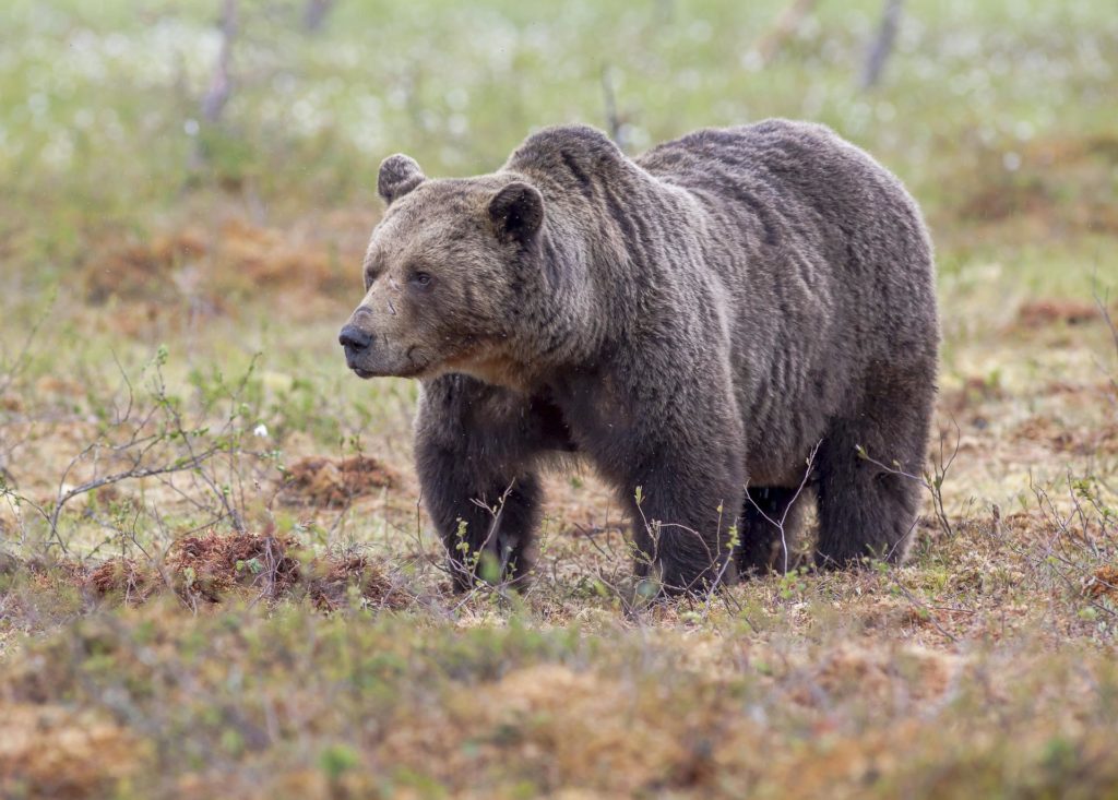Poľovníci: Na Slovensku môže byť do tritisíc medveďov. Ošiaľ envirorezortu je zbytočný a bude nás stáť peniaze