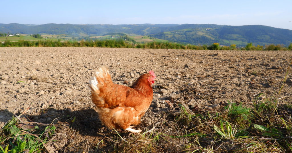 Už od jedinej sliepky: EÚ chce evidovať každého chovateľa