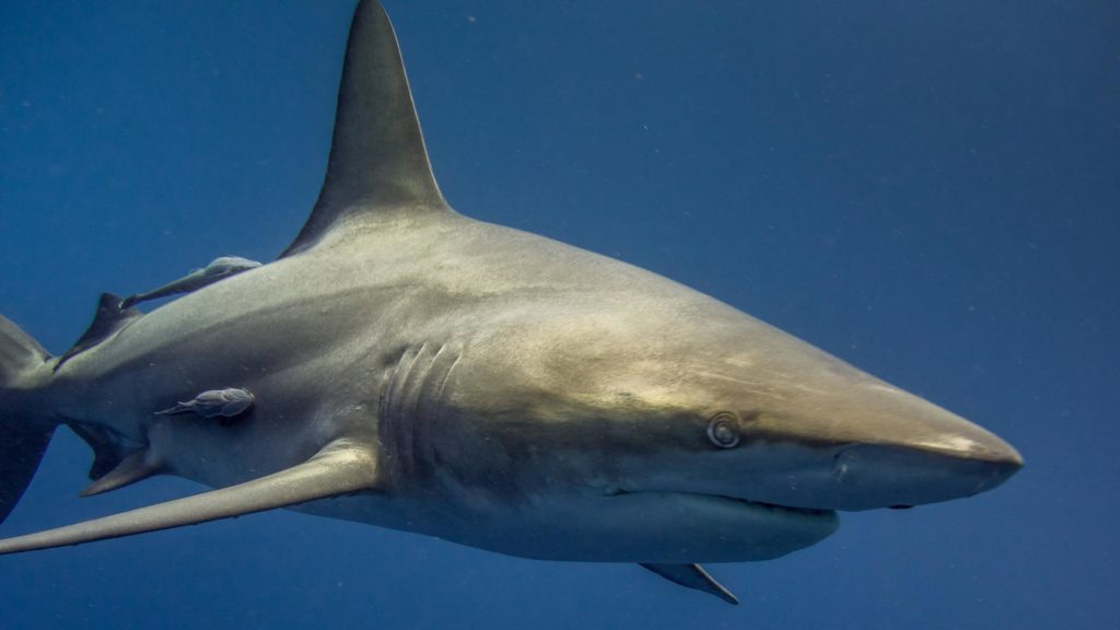 New York má problém so žralokmi. Úrady uzavreli všetky pláže v oblasti Rockaway