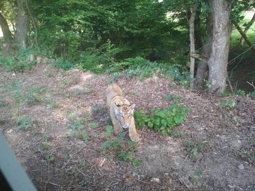 Na slovensko-ukrajinskej hranici sa pohybuje tiger. Vraj utiekol z ukrajinskej zoo