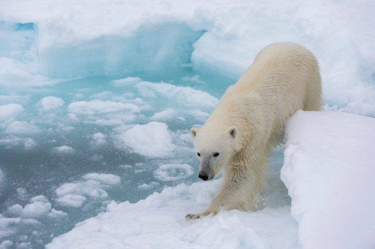 Dobrá správa pre svet: Antarktída štrajkuje a neroztápa sa, ľadové medvede nevymierajú