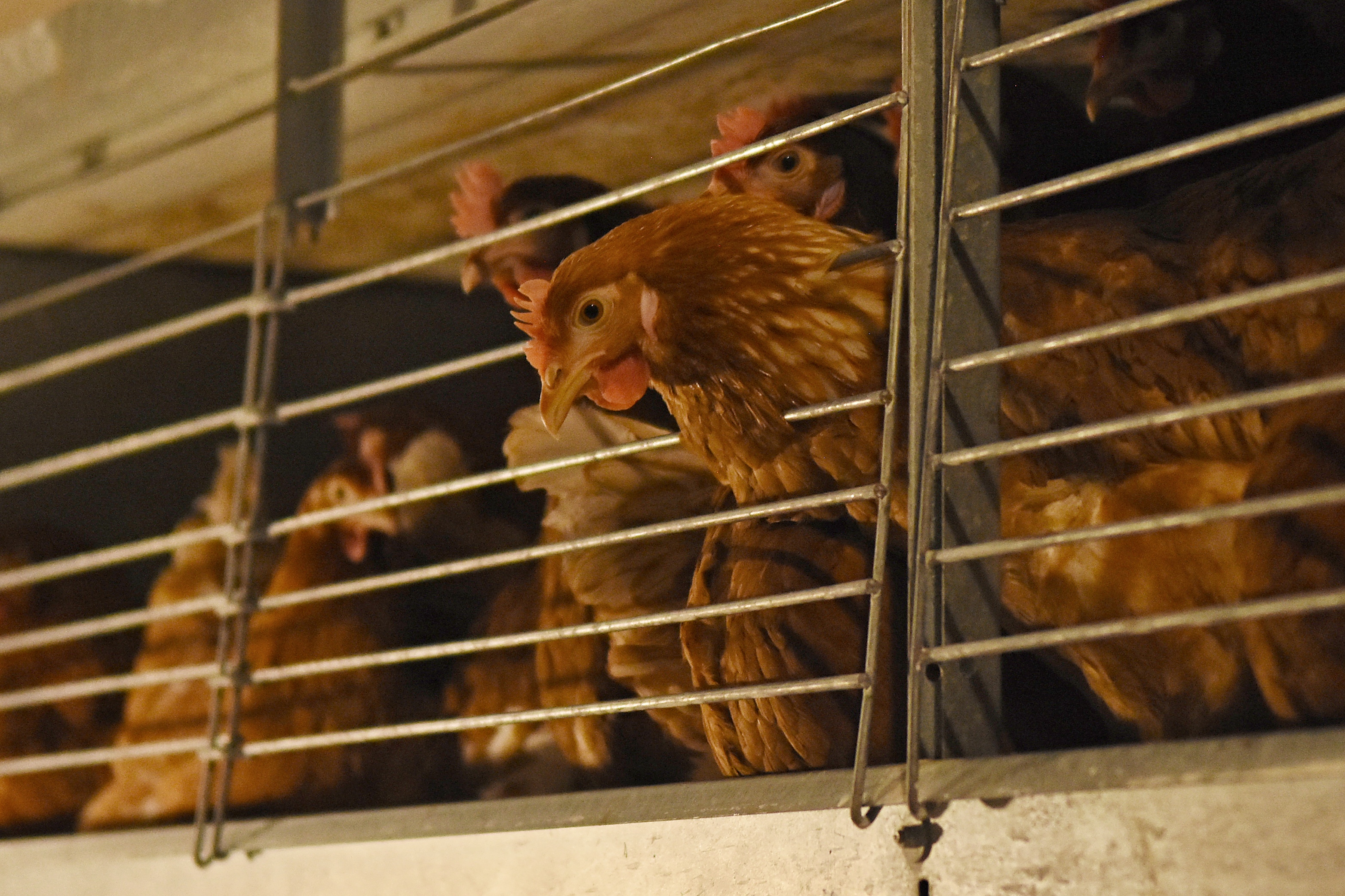 Vajcia pod tlakom reťazcov. Prečo sú drahšie a kto rozhoduje, čo smieme kúpiť?