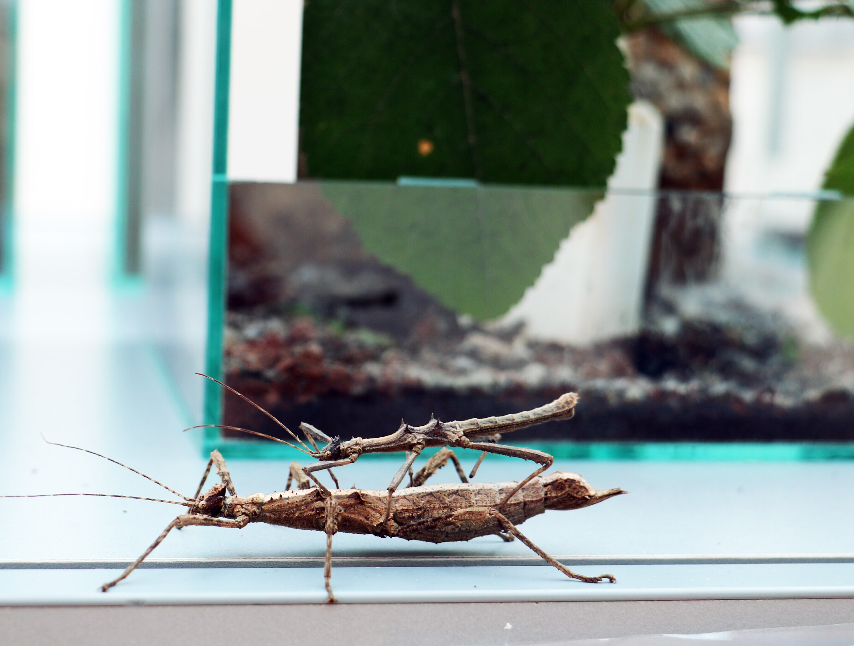 Jedlý hmyz pre reťazce ani pre agrosektor zatiaľ nie je biznisom