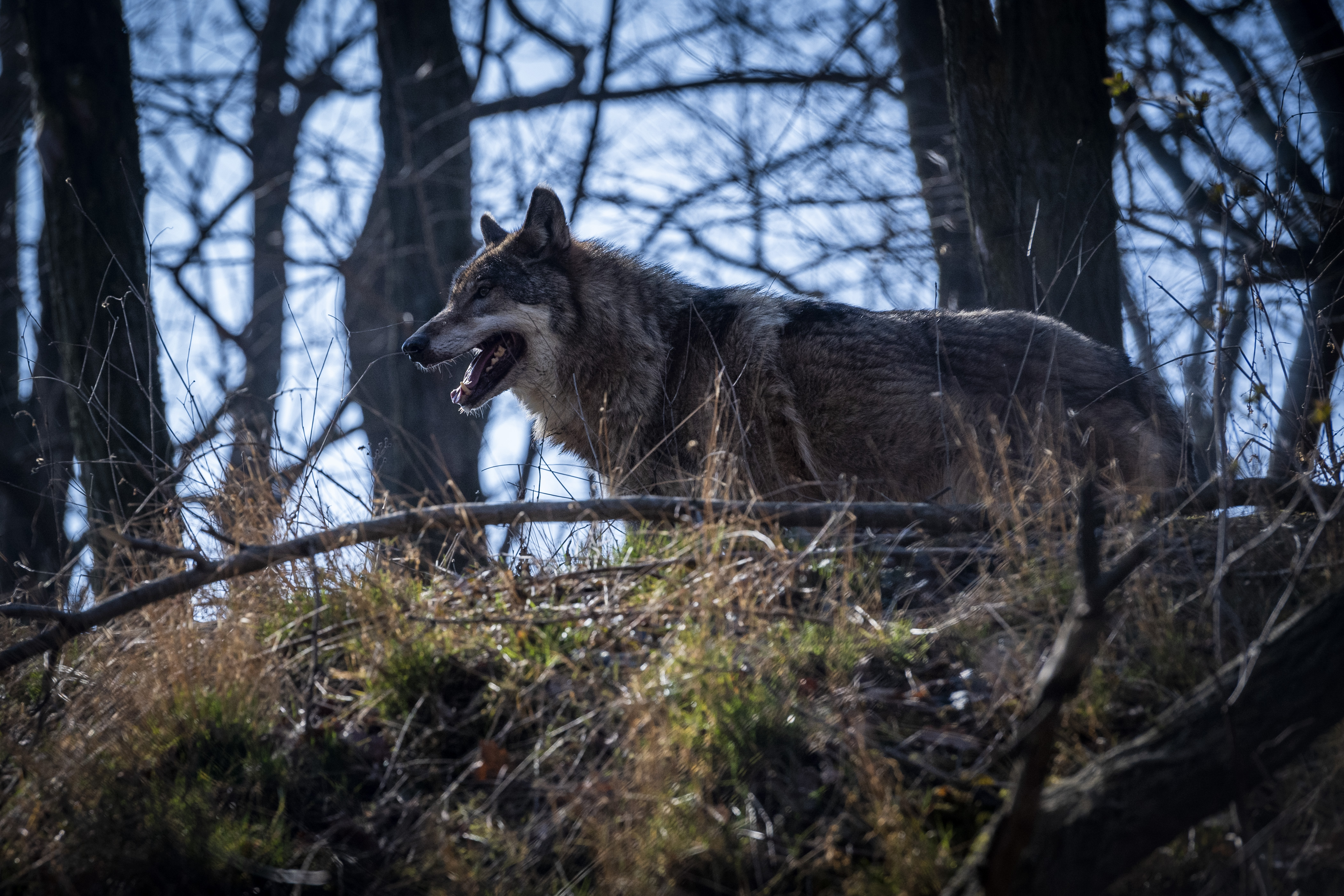 Lov vlkov vyvolal vlnu odporu. Ochranári žiadajú stiahnutie vyhlášky
