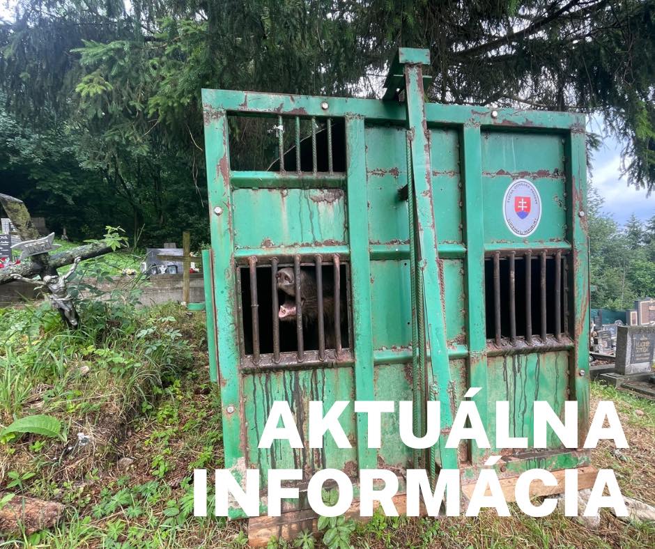 Usmrtený ďalší medveď. Na cintoríne už bude bezpečne