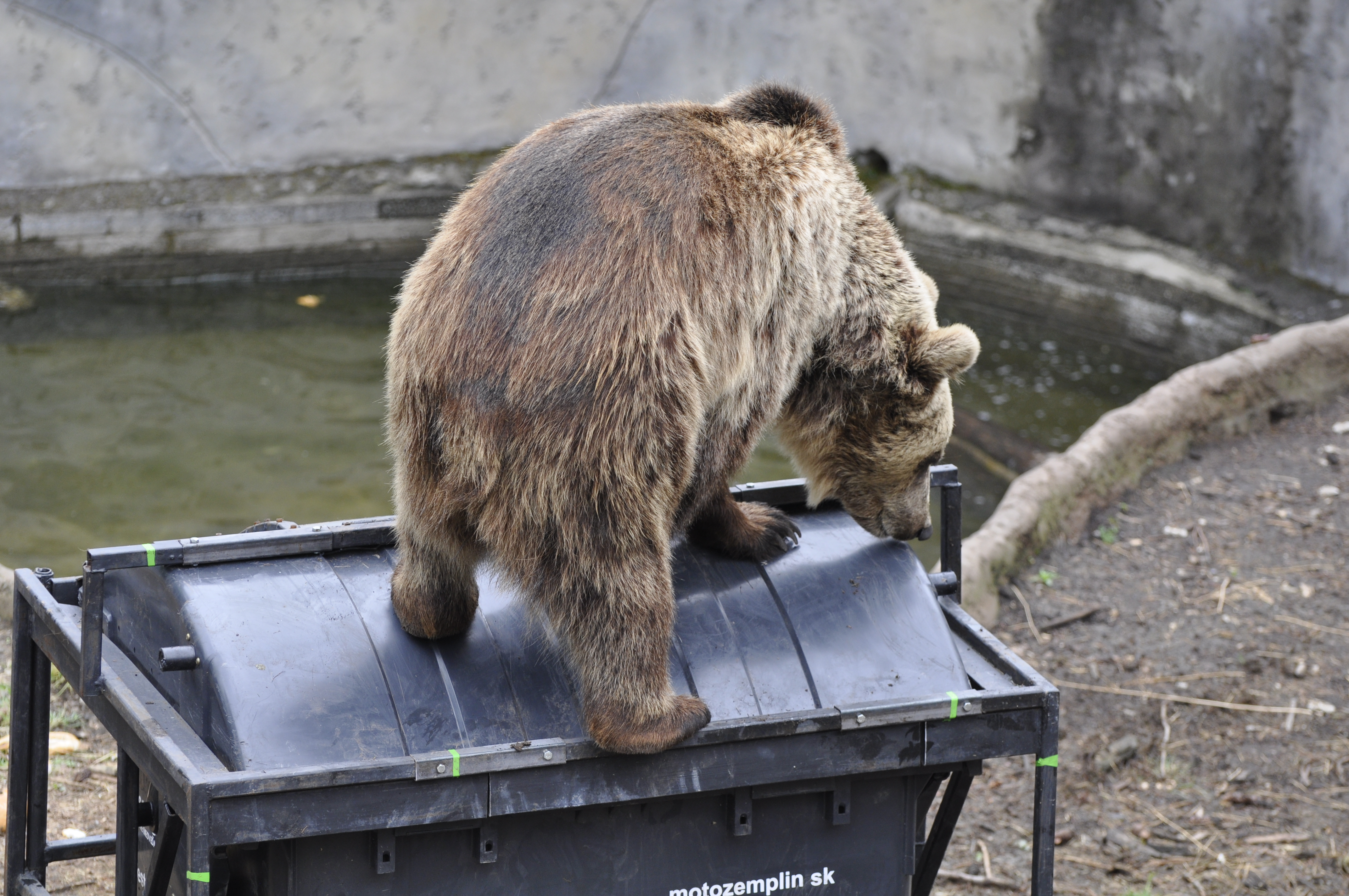 Útočiaci medveď na farme je mŕtvy
