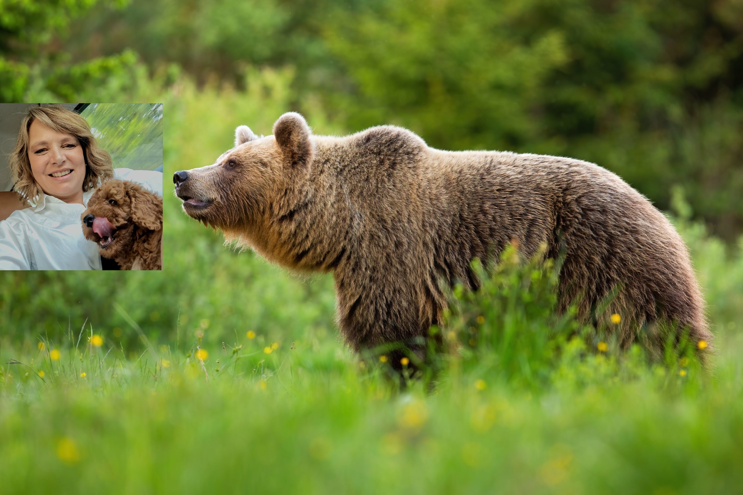 Vyľakaná na smrť. Poslankyňa Remišová zoči-voči medveďovi