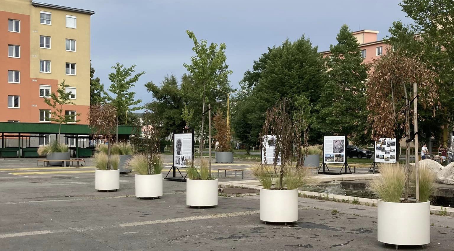 Smutný osud stromčekov na Námestí Jána Mathého