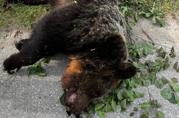 Mužovi, ktorý zastrelil medveďa pri útoku, hrozí väzenie