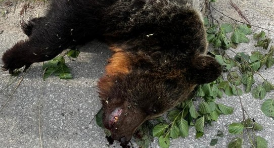 Dráma pri Martine – muž zastrelil útočiaceho medveďa