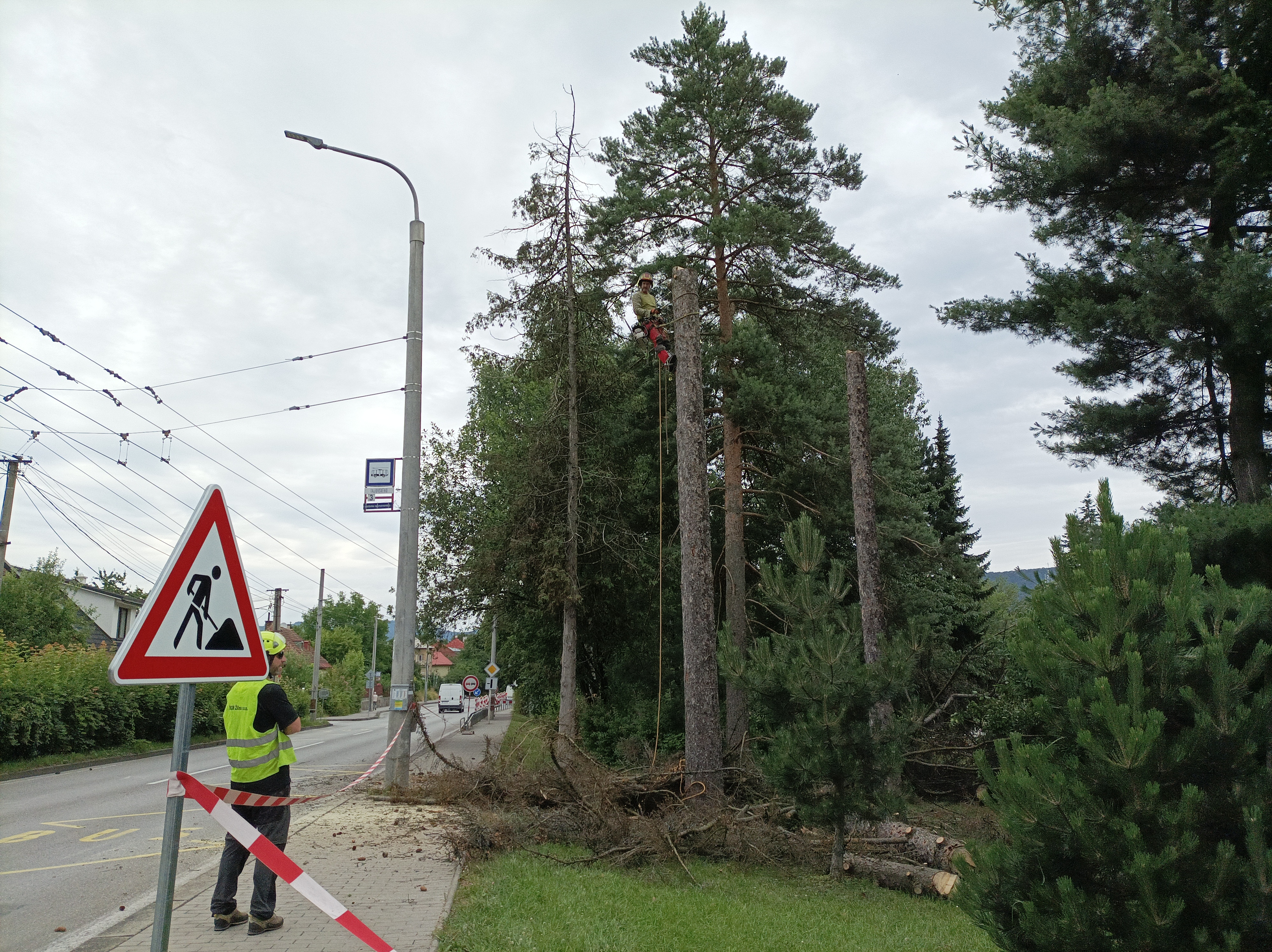 Prečo sa pristúpilo k orezom a výrubu stromov v parku?
