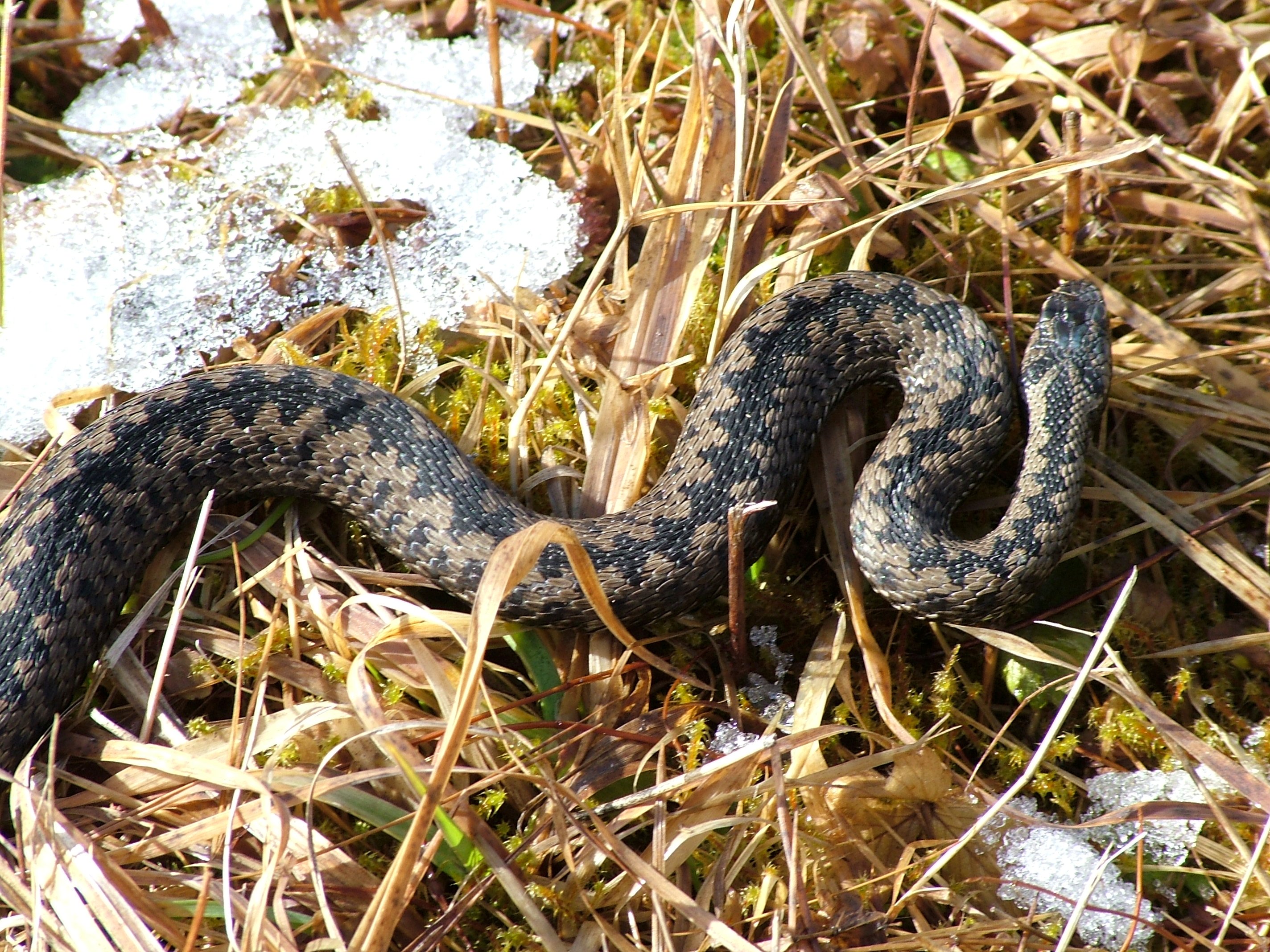 Uhryzol vás had alebo uštipol nepríjemný hmyz? Nepanikárte a riaďte sa týmito radami