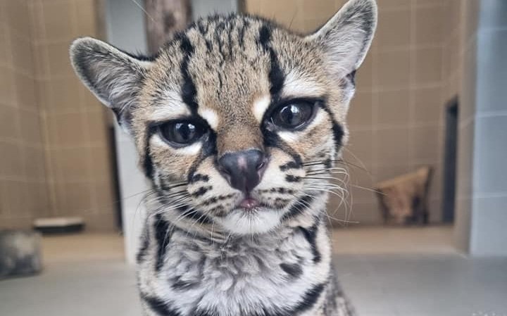 V košickej zoo otvorili nový juhoamerický pavilón s párom margajov