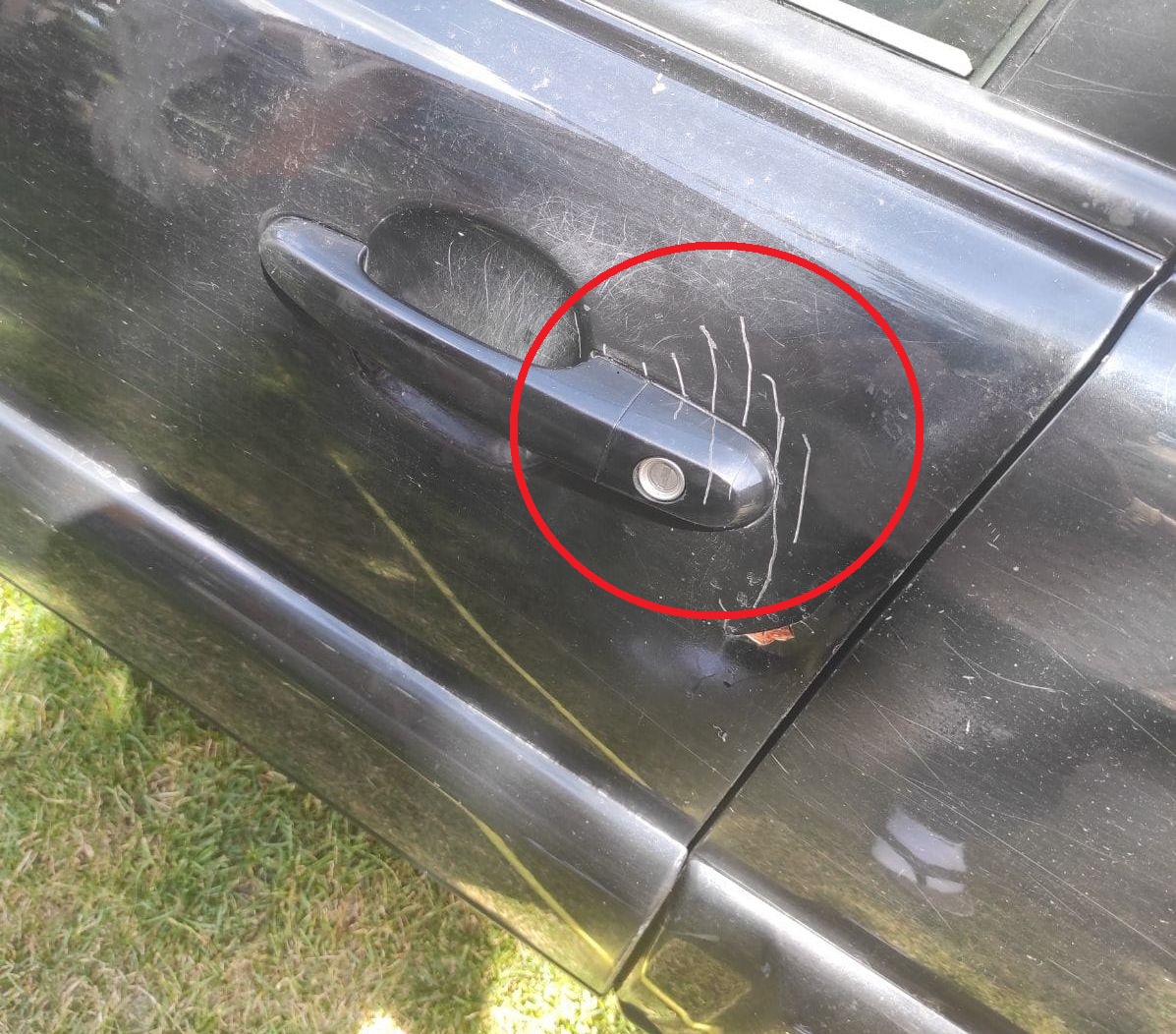 Medvedica prekvapila hubára. Zachránilo ho vlastné auto