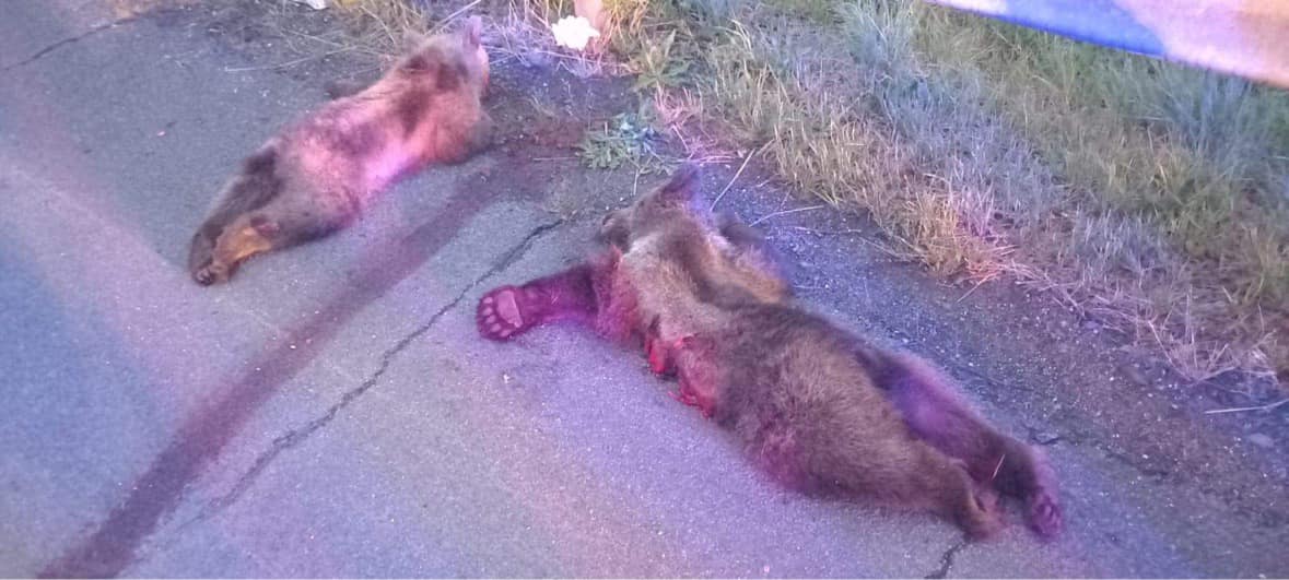 Na diaľnici bola zabitá medvedia rodinka