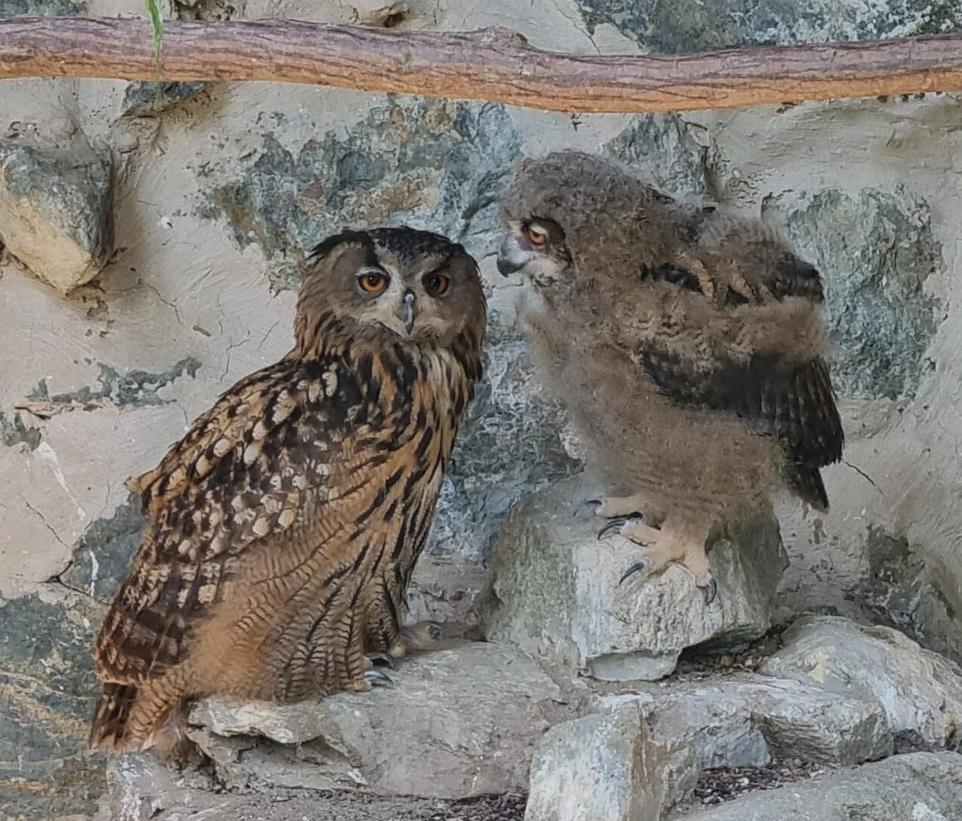 Zázrak v košickej zoo: Pribudlo mláďa výra skalného po 35 rokoch chovu