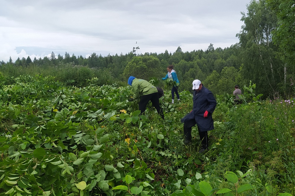 V Tatrách odstraňovali invazívne rastliny