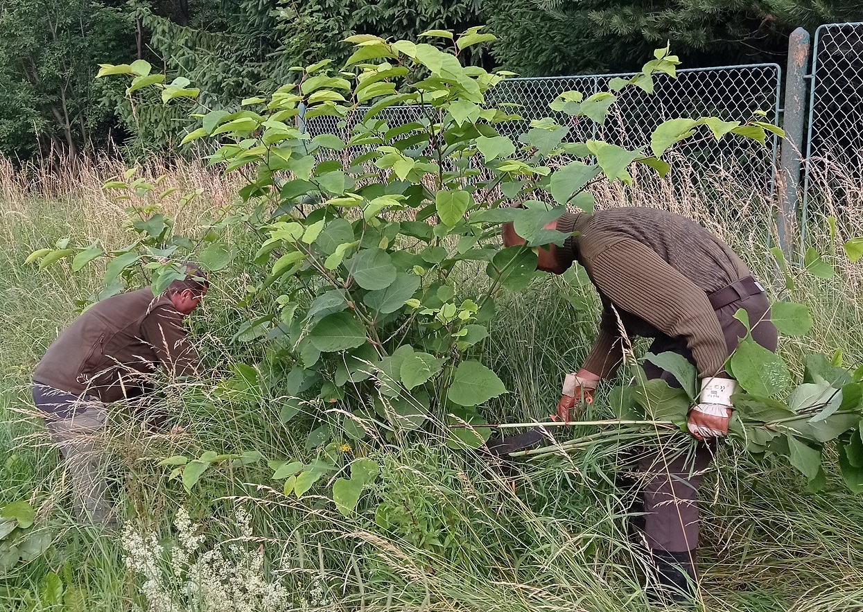 V Tatranskom národnom parku odstránili dve tony inváznej rastliny