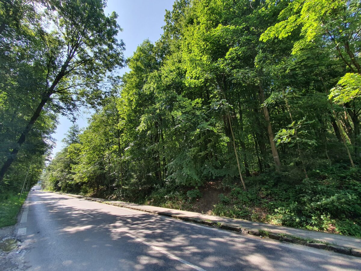 V meste vyrúbu niekoľko stromov