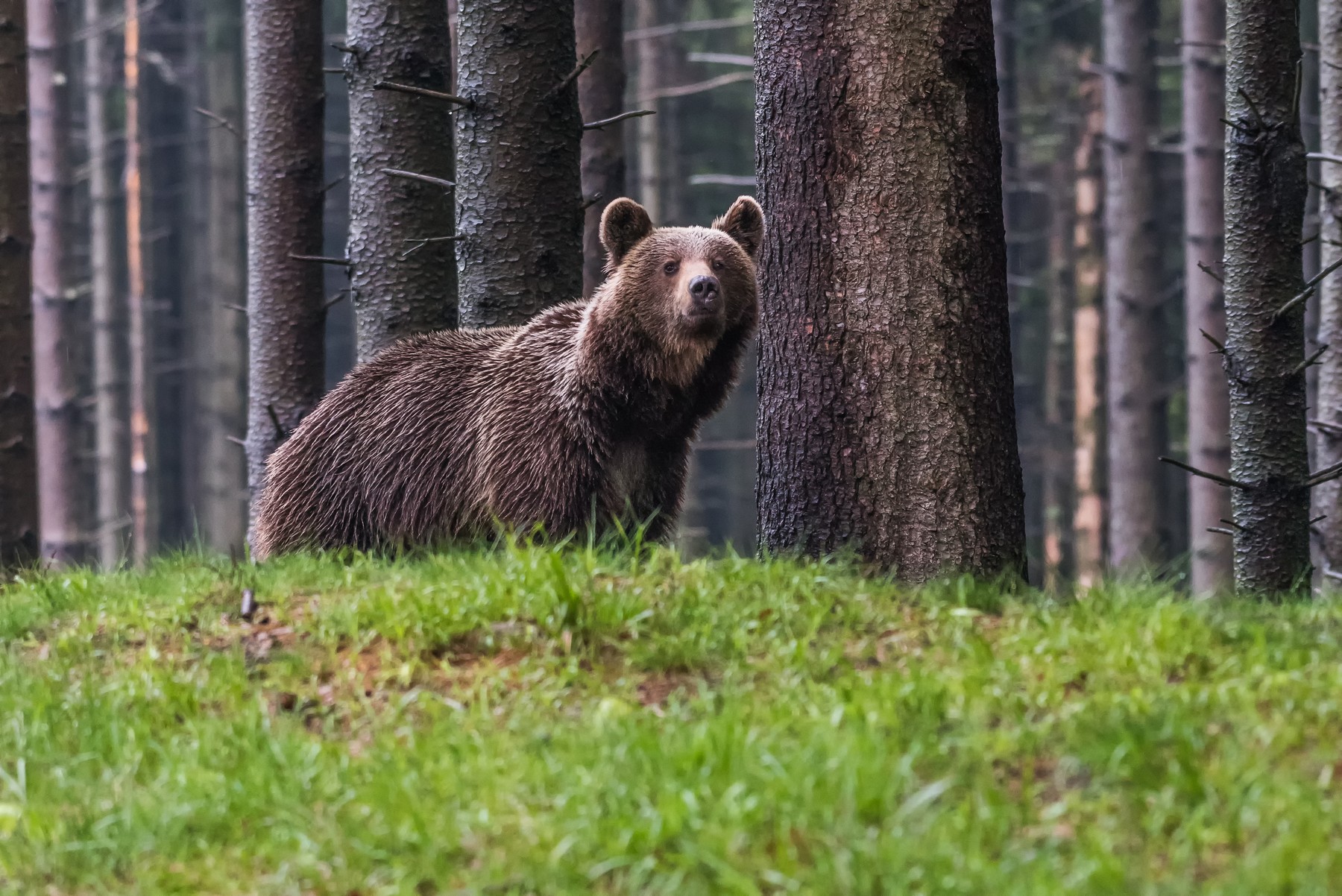 Naozaj je na Slovensku po 10 rokoch stále rovnaký počet medveďov? Odborníci spochybňujú závery štúdie