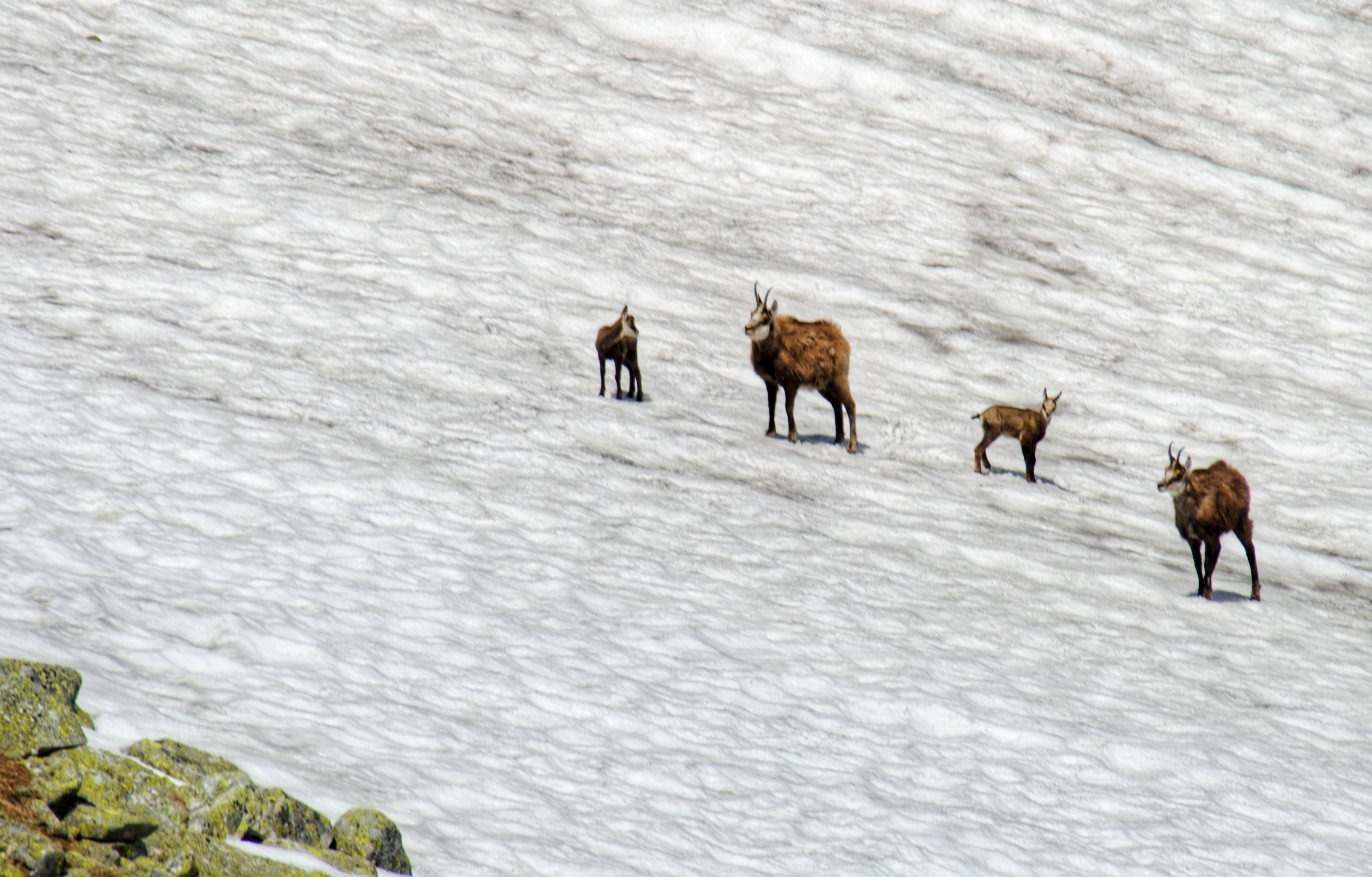 V Tatrách bude zimovať takmer tisícka kamzíkov