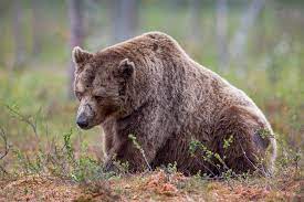 VIDEO: Medveď v Regetovke. Chlapec bol na smrť vystrašený