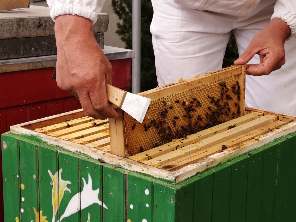 Včely z najvyššie položenej včelnice vyleteli do šiestej sezóny