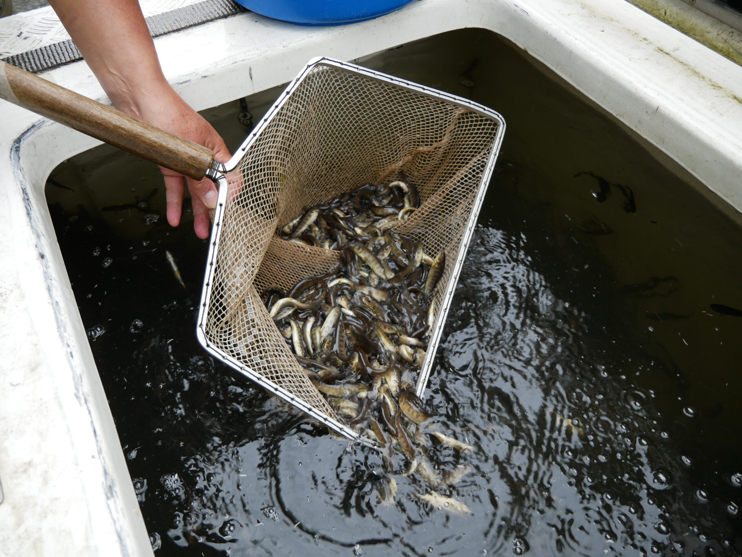 Do tatranských potokov vysadili tisíce nových rybičiek
