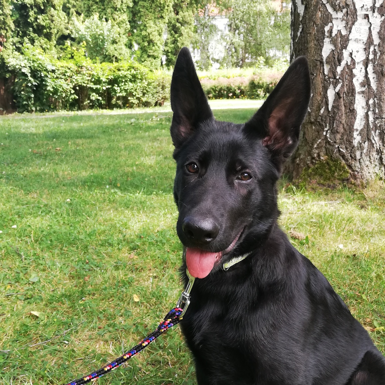 Žilinskí policajti majú novú posilu. Prechádza si náročným výcvikom