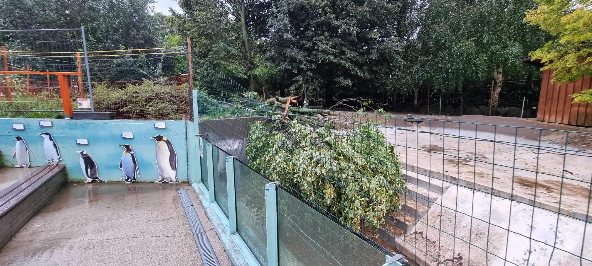 Búrka v ZOO poškodila výbeh tučniakov a zvalila niekoľko stromov