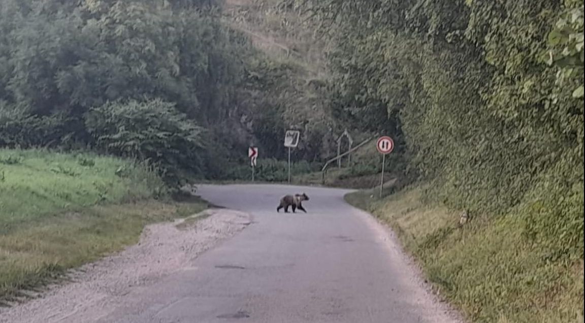 Ľudia v ohrození. V ich obci sa pohybuje medveď