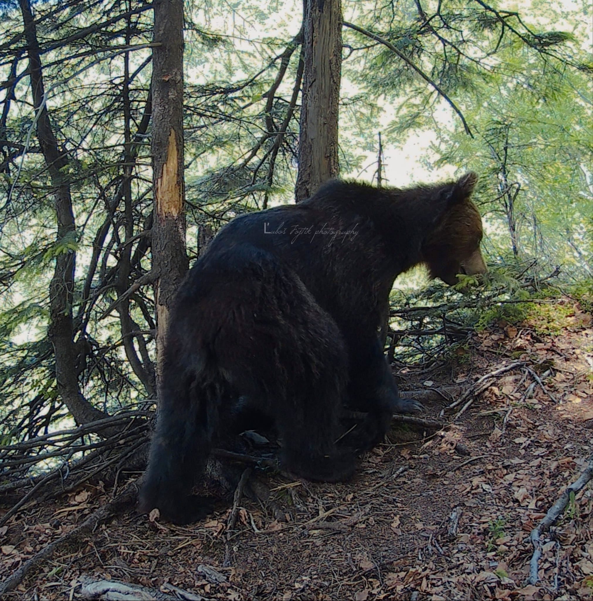 VIDEO: Toto sa nepodarilo snáď nikomu. Mladík natočil tancujúceho medveďa v lese