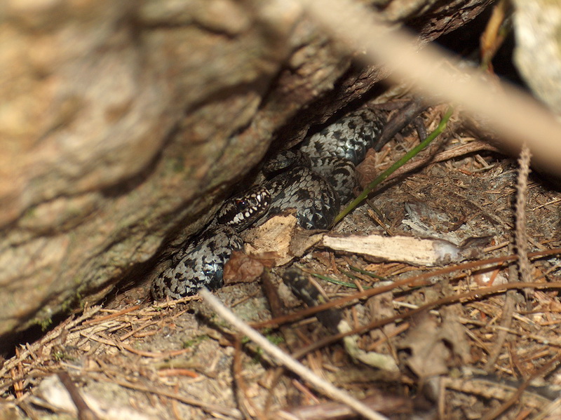 Košická ZOO privítala jedovatý prírastok