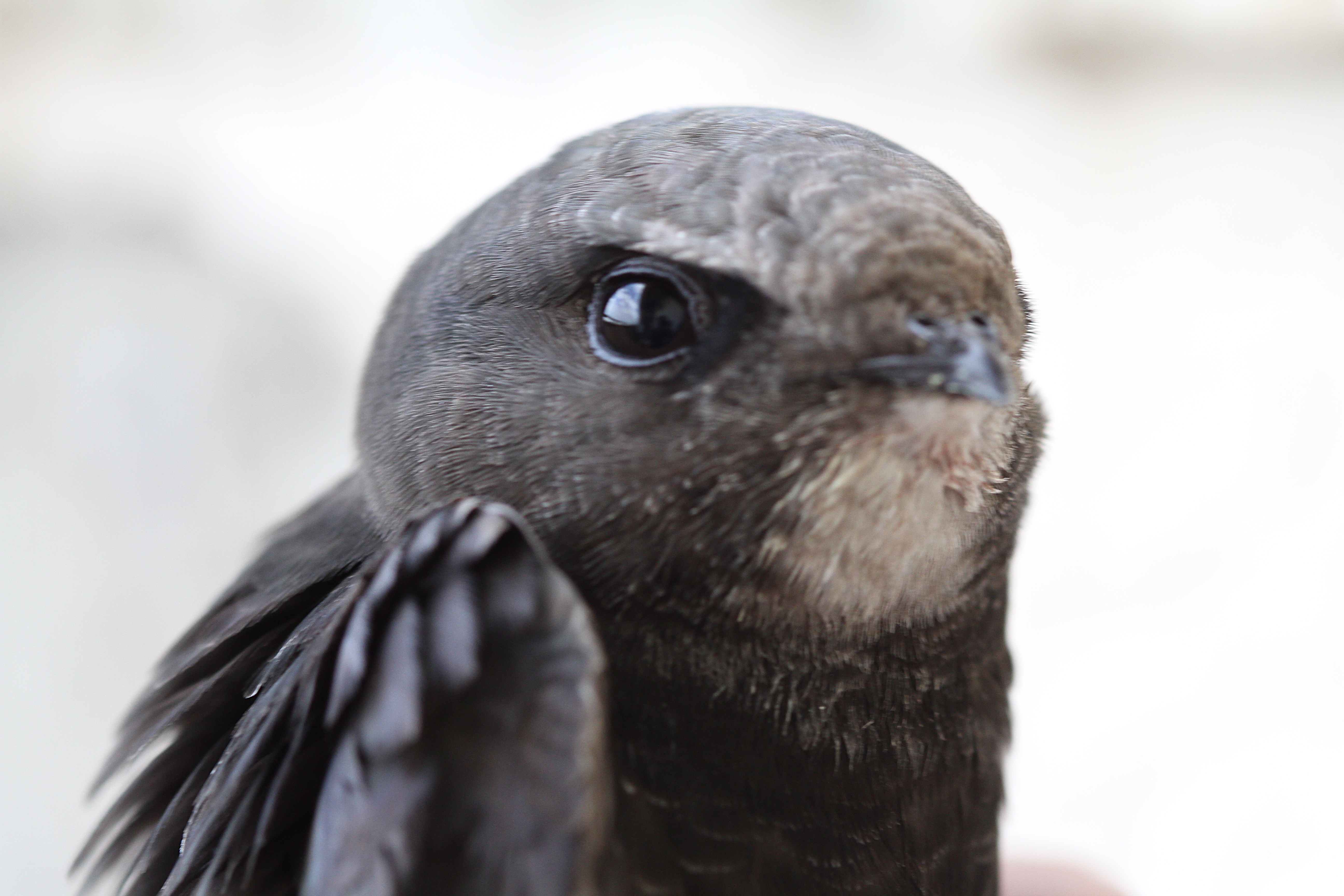 Napriek horúčavám už Slovensko opúšťajú viaceré vtáky