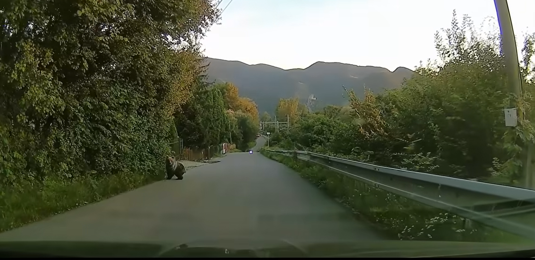 VIDEO: Pri Žiline sa pohybuje malé medvieďa priamo pri rodinných domoch