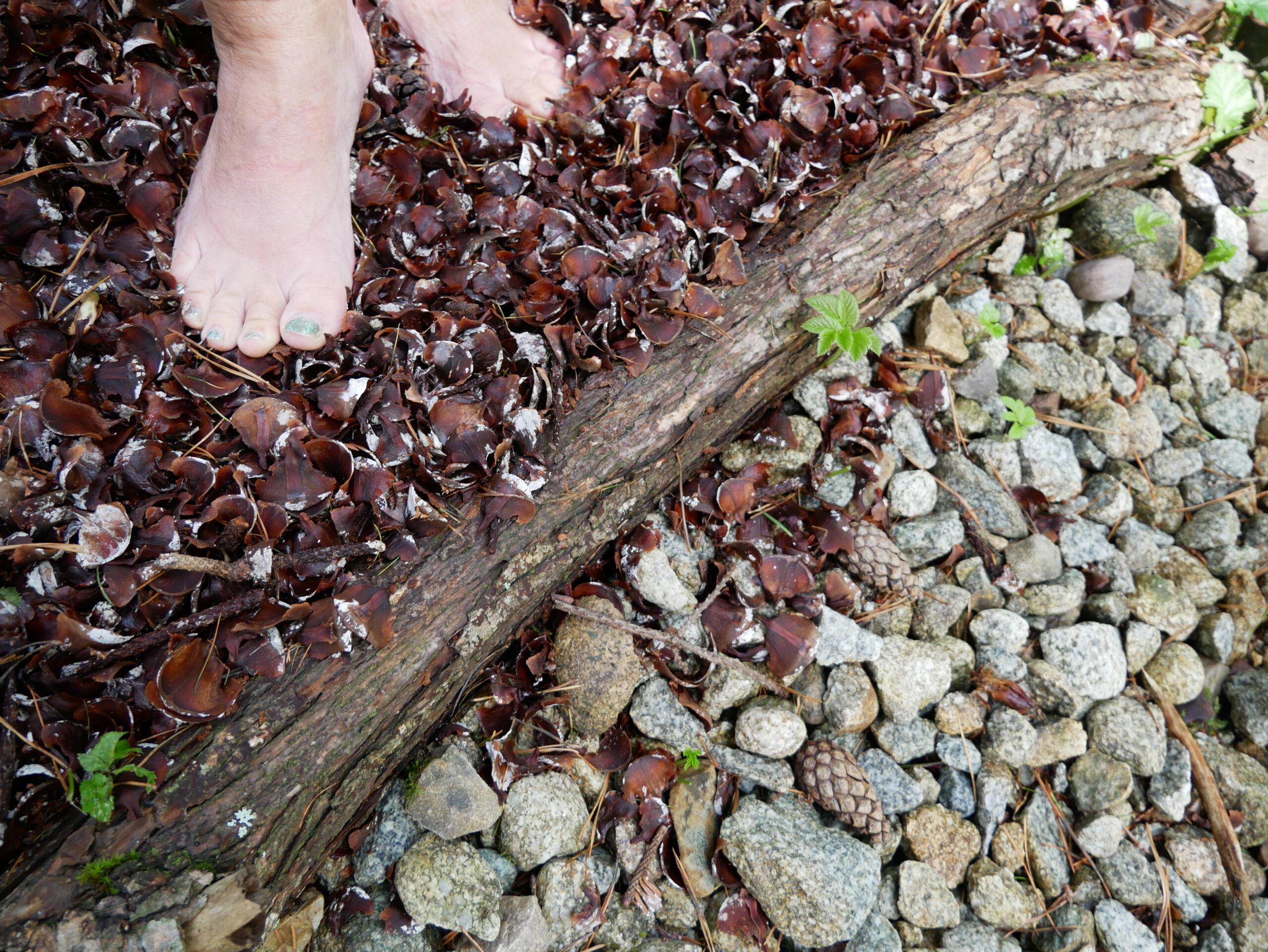 V botanickej záhrade otvorili pocitový chodník