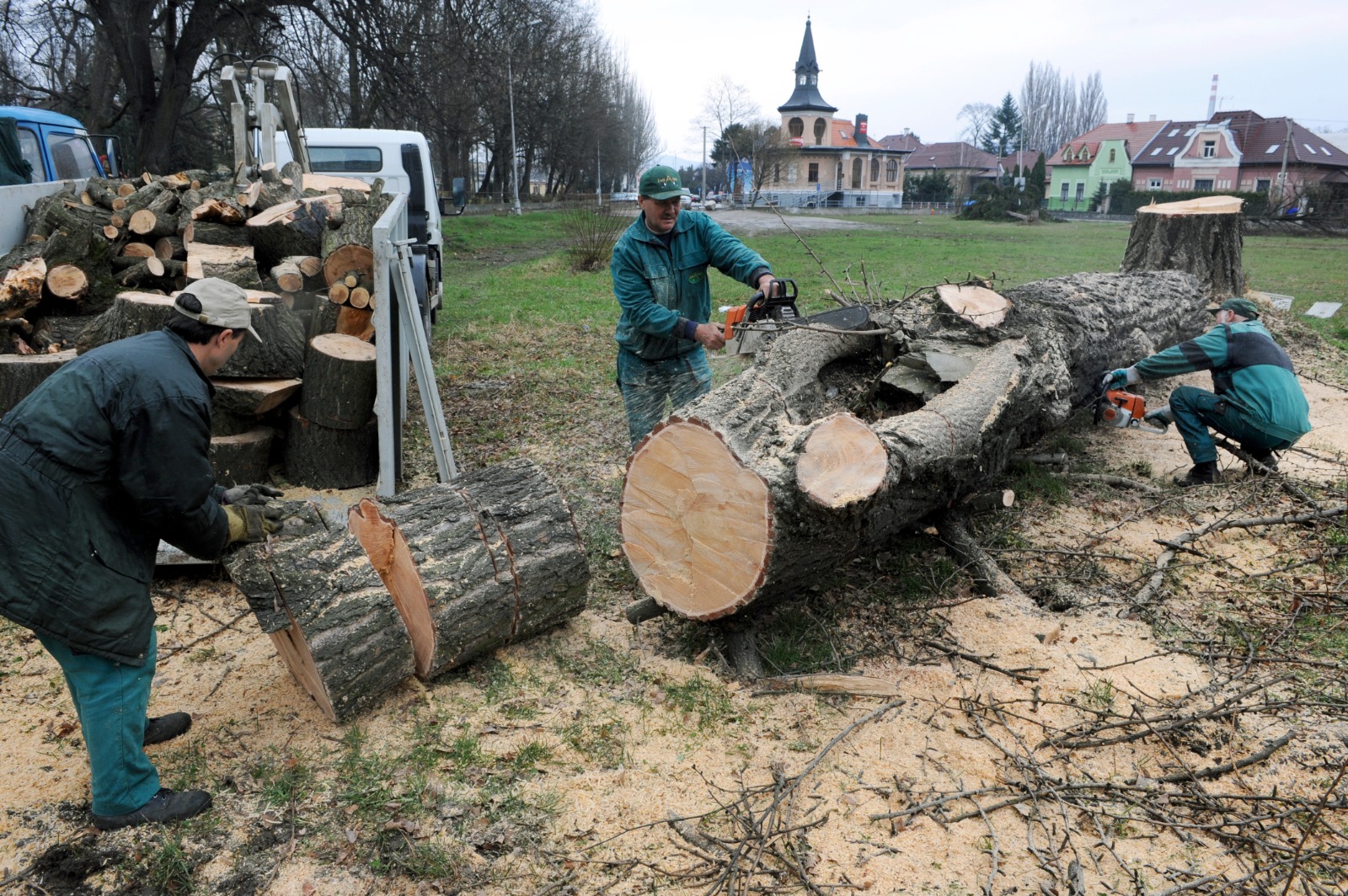 Vzácne ginko v Trenčíne vyrúbali zbytočne. Prečo ho neochránili skôr?