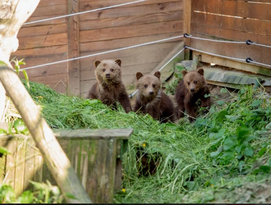 Odchytené medvieďatá našli nový domov v ZOO