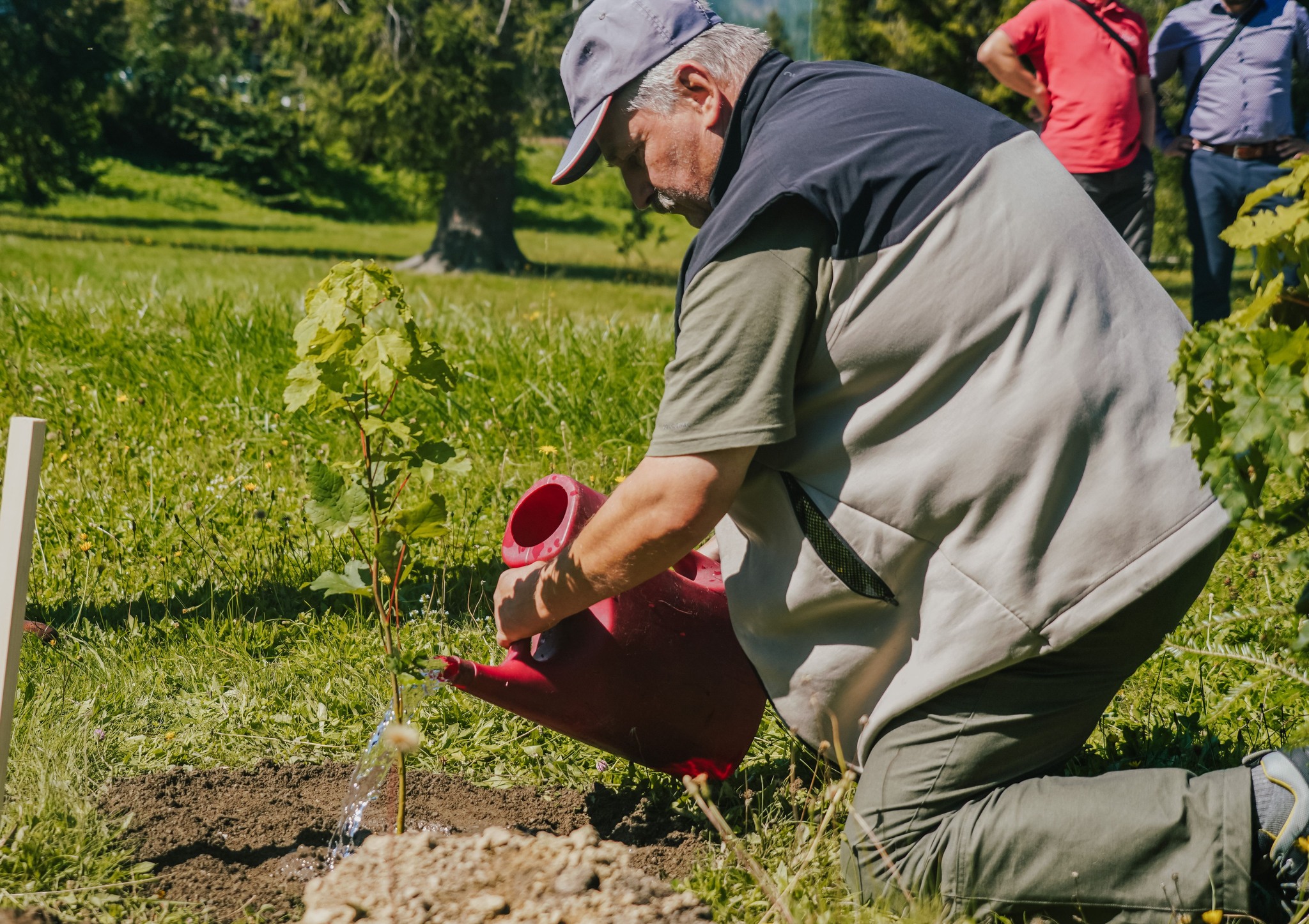 Pri obnove Cesty slobody vyrúbali stovky stromov, začala sa výsadba nových