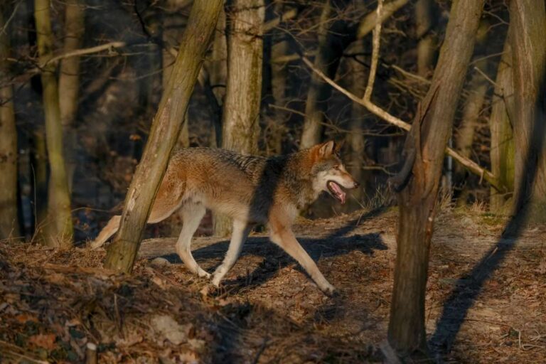 Vlčia svorka v bratislavskej ZOO