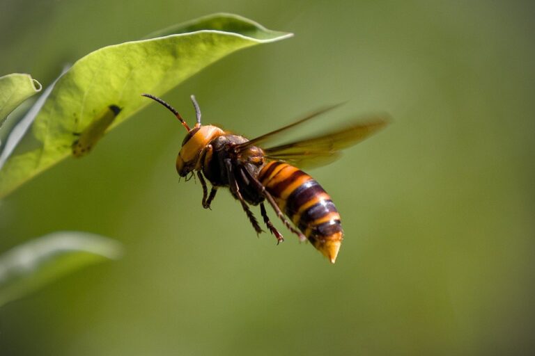 Sršeň ázijský. Foto: pixabay