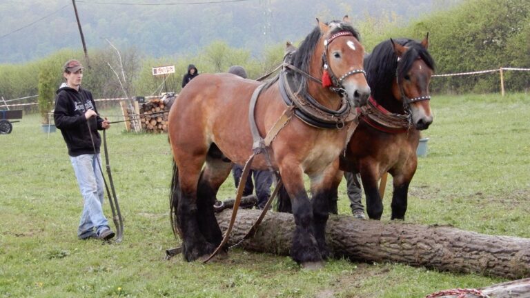 Furmanské preteky v Lučenci. Foto: TASR/Branislav Caban