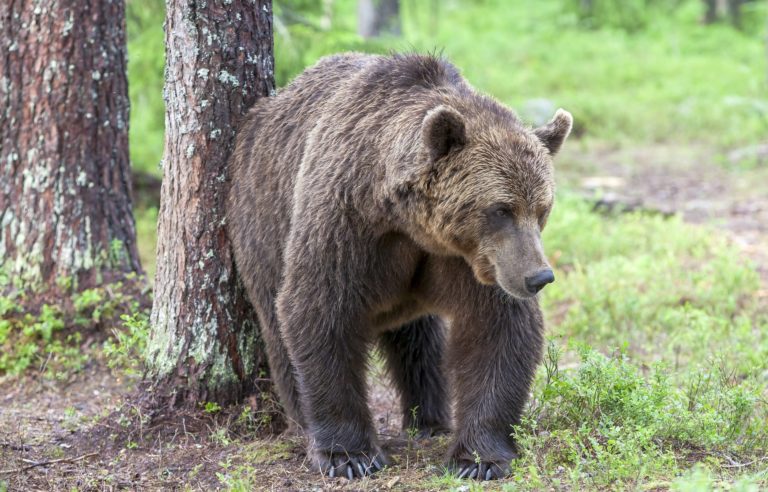 Medveď opäť zaútočil na človeka! Za posledný týždeň ide už o druhé napadnutie
