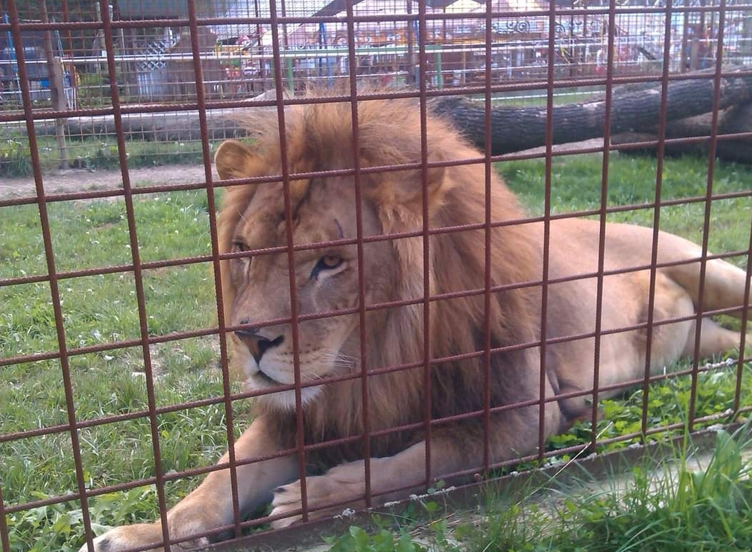 Ranč pri Žiline. Hrozí šelmám smrť?